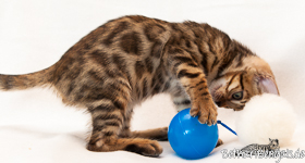 Bengal Kitten Hessen